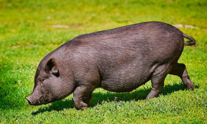 速来看看，越南大肚猪能长多大吧？