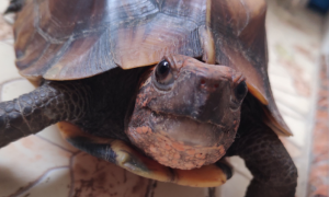 锯缘龟可以水养吗？如何正确饲养？