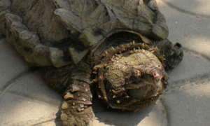 佛州拟鳄龟要晒太阳吗？答案是？