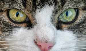 猫咪的眼睛变成一条线是什么意思？你们知道吗？