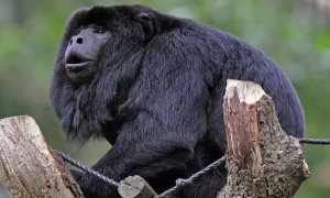 想知道黑吼猴是保护动物吗？快来看看这篇文章！