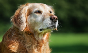 怎样延长狗狗的寿命？这五种方法学习一下吧！