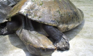 极度濒危的中美洲河龟，快来了解一下吧~