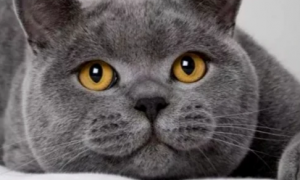 猫咪肠胃炎吃阿莫西林有用吗？猫咪肠胃炎怎么处理？