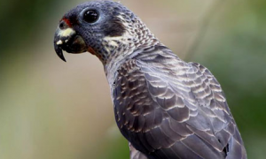 暗色鹦鹉能活多久？它的特点是什么？
