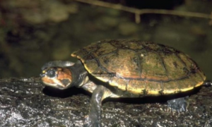 亚马逊泥龟的寿命有多久？具体看这里！