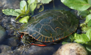 都说锦龟的寿命一般，那更华丽的西部锦龟又能活多久呢？