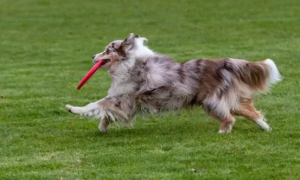 打开狗狗最爱的飞盘运动的正确方式是什么？