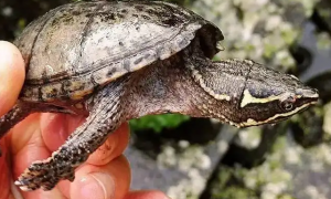 想了解密西西比麝香龟是如何繁殖的？快来看看这篇文章！