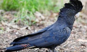 传说中的“黑凤凰”——红尾黑凤头鹦鹉