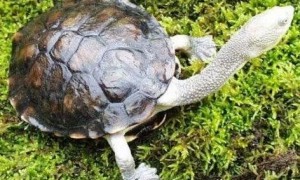 长颈龟喜欢吃什么？ 这里有解答