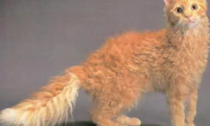 电烫卷猫毛发护理方法是什么？不知道的快来看看！