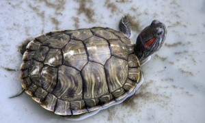 有人问：乌龟冬眠和死了有什么区别？