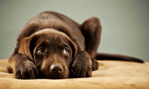 狗狗肠胃炎几日会自己变好？这篇文章告诉你