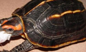 三龙骨龟会冬眠吗？