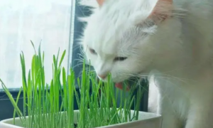 猫咪为什么吃猫草？猫草好处大揭秘