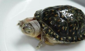 流星泽龟怎么饲养？有人知道吗？