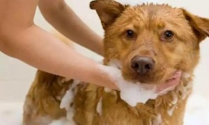 掌握给狗狗洗澡的好多个流程