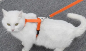 今日科普：猫咪背心式牵引绳怎么套？