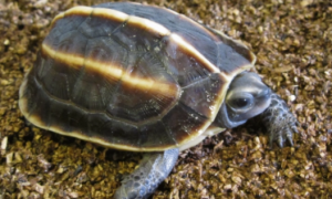 为你解答：缅甸黑山龟是保护动物吗？