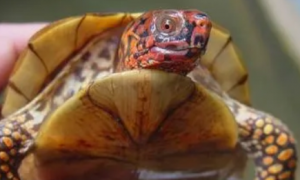 三趾箱龟腐甲怎么办？这篇文章有答案！
