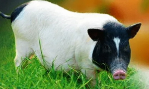 巴马香猪喜欢吃什么牧草，此文有答案