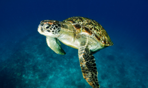 绿海龟是几级保护动物？有必要了解一下！