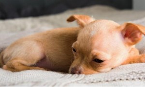 兽医提醒：这7个症状，说明狗狗身体有虫！