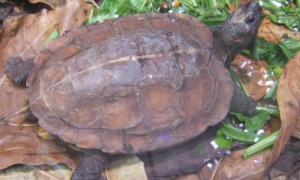 你们知道，缅甸山龟和黑山龟区别是什么吗？