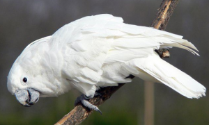 白凤头鹦鹉繁殖的时间，你知道吗？