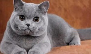 蓝猫一天喂几次猫粮？这是正常现象吗？