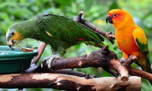 橙翅亚马逊鹦鹉优缺点，一起来看看！