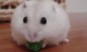 萌宠饲养小知识：仓鼠能吃白菜吗？