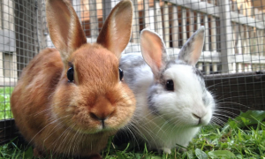 兔粮可以放多久 关于喂食兔粮的注意事项
