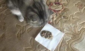 不知道猫咪经常吐猫粮是怎么回事？看这里！