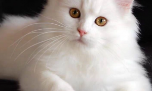 猫咪益生菌的正确吃法？益生菌的作用是什么？