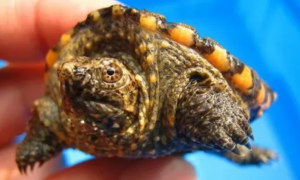 南美拟鳄龟是水龟吗？怎么去养？