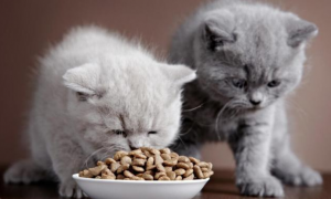 福摩猫粮特别适合肠胃敏感玻璃胃猫咪，养猫必看!