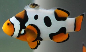 小丑鱼为什么不害怕海葵？答案令人意外！