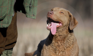 今日分享：乞沙比克猎犬听话训练