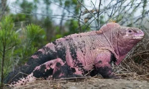 史前生物中的幸存者，神奇的陆鬣蜥快来了解一下！