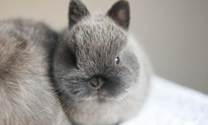 德国侏儒海棠兔价格 侏儒海棠兔价格