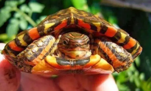 今日科普：哥斯达黎加木纹龟是几级保护动物？
