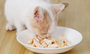 猫不吃鸡胸肉怎么回事？并不是所有猫咪都爱吃鸡胸肉哦