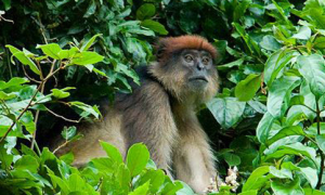 乌干达红疣猴的科普小知识来啦！速来围观~
