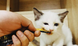 猫咪喜欢吃什么小零食？让倍内菲来告诉你！