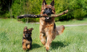 德国牧羊犬怎么训练？需要注意哪些？