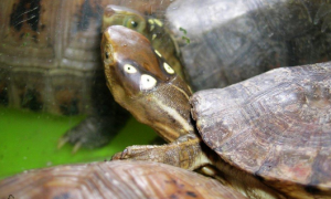 羞羞！关于四眼斑水龟繁殖的那些事儿