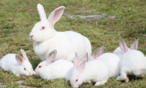 饲养须知：大耳白兔能吃苹果吗？