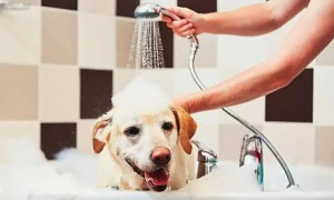 怎样给狗洗澡？